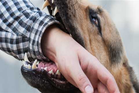 Can you sue someone if their dog bites you?