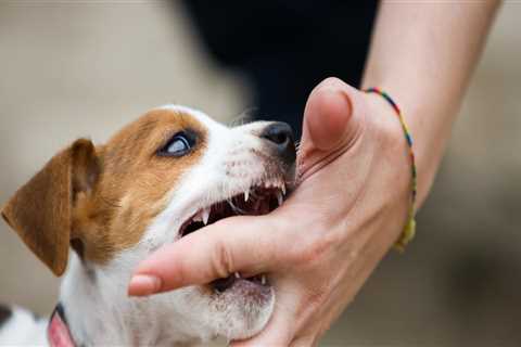 How do you prevent a dog from biting?