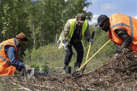 The Cost of Tree Services in Utah