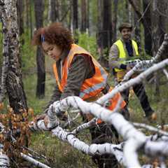 COMMON MYTHS ABOUT TREE TRIMMING AND PRUNING