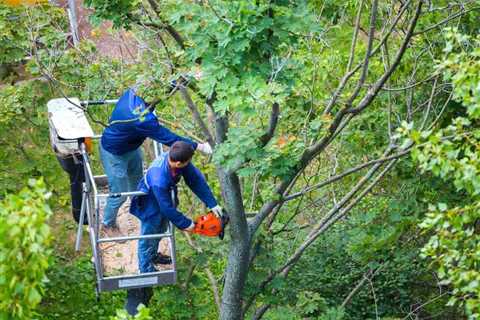 The Importance of Properly Pruning Trees for Structural Integrity