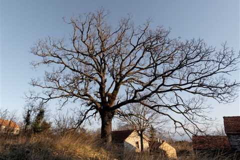 BEST PRACTICES FOR PREVENTING TREE DAMAGE FROM HEAVY WINDS