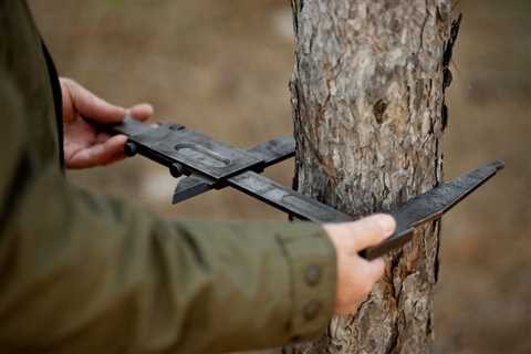 UNDERSTANDING THE DIFFERENT TYPES OF TREE BRACING AND CABLING SYSTEMS