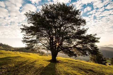 THE SCIENCE BEHIND HOW TREES IMPROVE WATER QUALITY