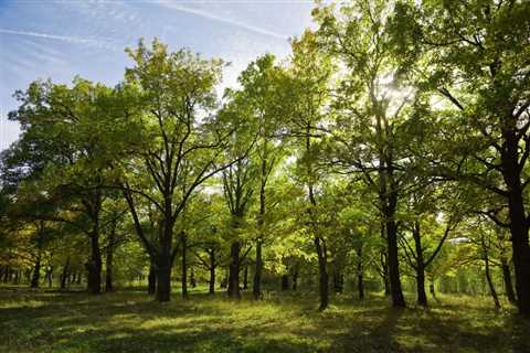 THE DANGERS OF NOT REMOVING DEAD OR DISEASED TREES