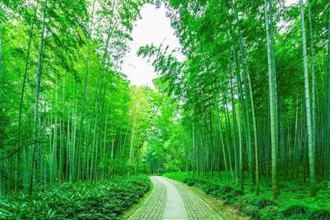 THE SCIENCE BEHIND HOW TREES COMMUNICATE