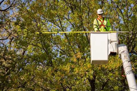 How Much Does Tree Removal Cost in Murray UT?