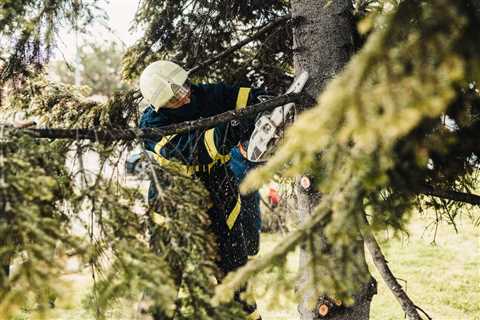 How to Stop Tree Rot After Limb Removal?