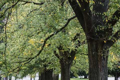 COMMON QUESTIONS ABOUT TREE DISEASE PREVENTION