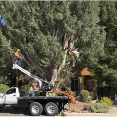 THE IMPORTANCE OF PROPER TREE CARE FOR HOMEBUYERS