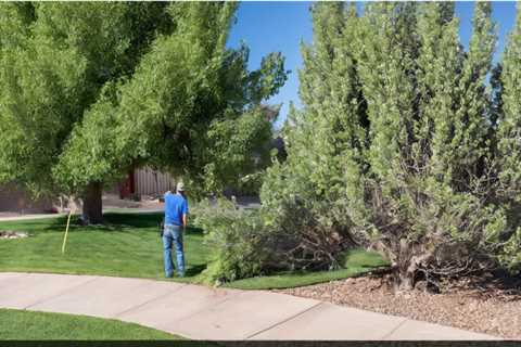 PREVENTING STORM DAMAGE TO YOUR TREES