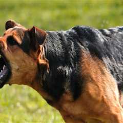 Dog Bite Injuries In NJ: How Top Law Firms Help You Fight For Justice