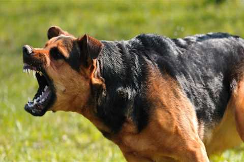 Dog Bite Injuries In NJ: How Top Law Firms Help You Fight For Justice