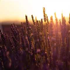 5 Essential Elements For Salt Lake City Estate Planning Lawyers